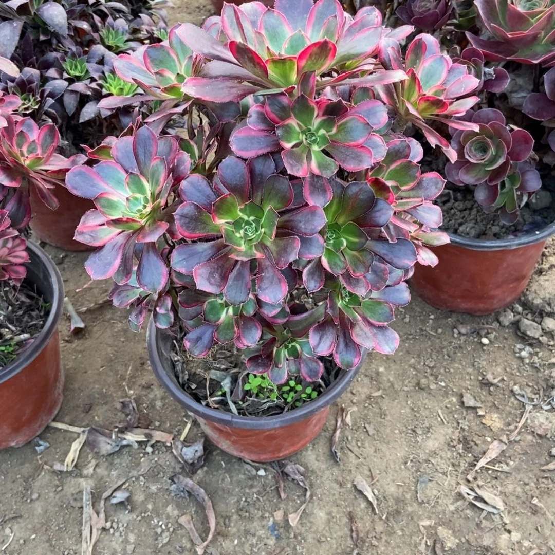 1号链接香奈儿法师