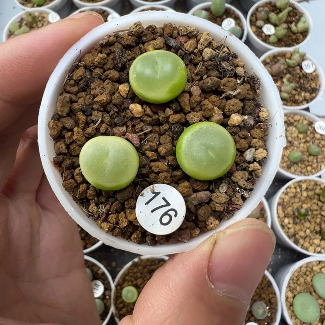 拉登一颗脱土1760000