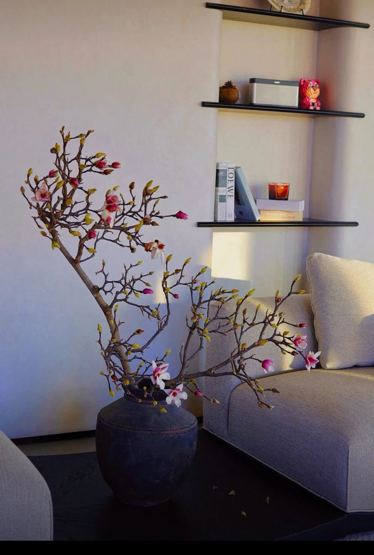 云南玉兰花鲜切花长花期带花苞老桩