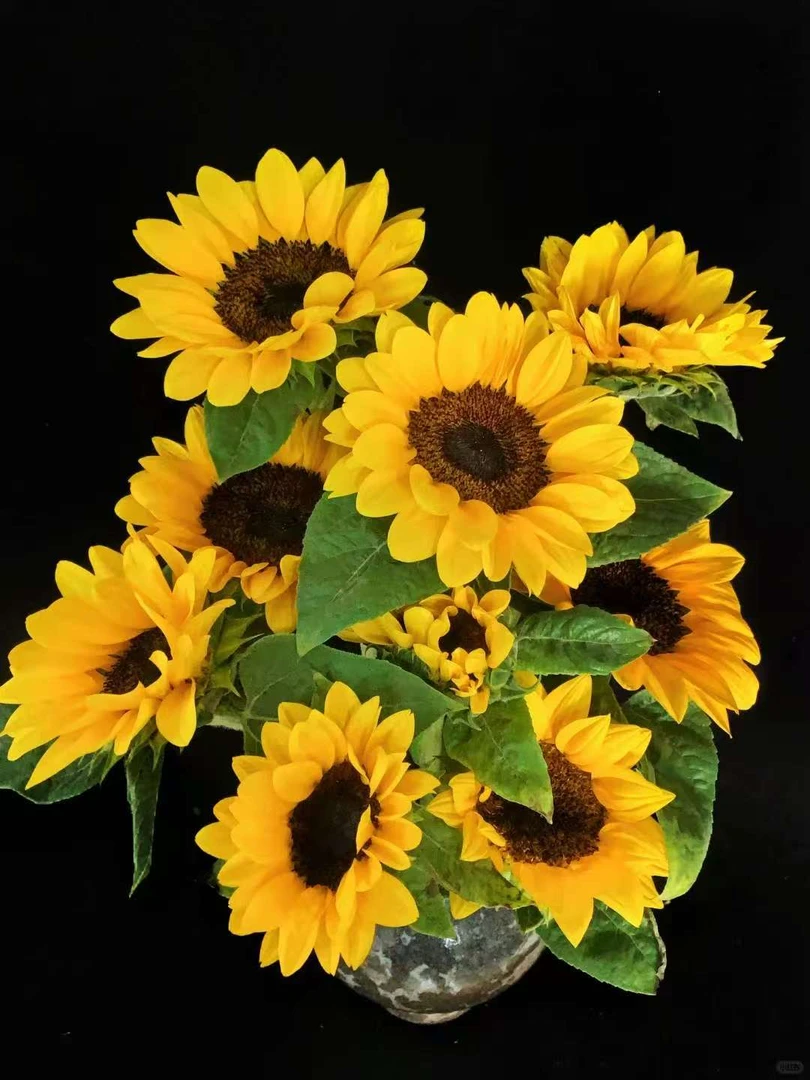 【黑心向日葵】云南昆明鲜花基地优质鲜切花