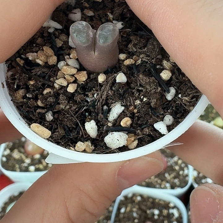 老马生石花磁铁816