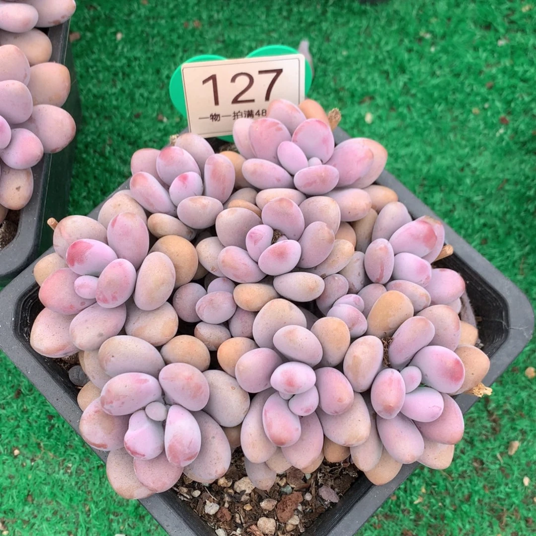 桃蛋矮桩平头无砍127