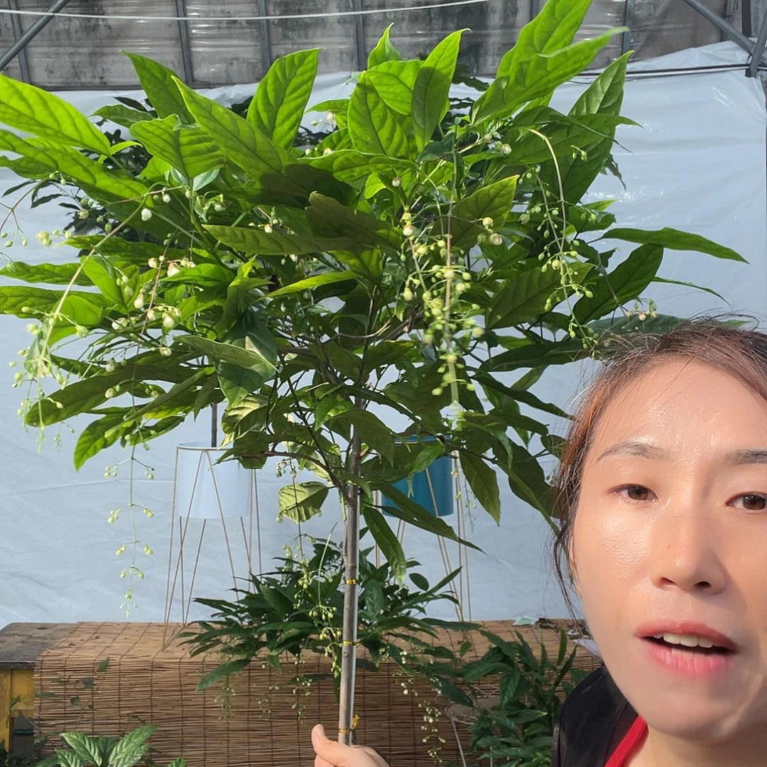 无花朵垂丝茉莉大颗一盆
