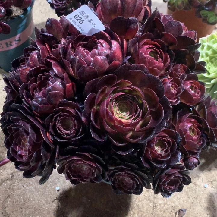 026赤炎链多肉植物