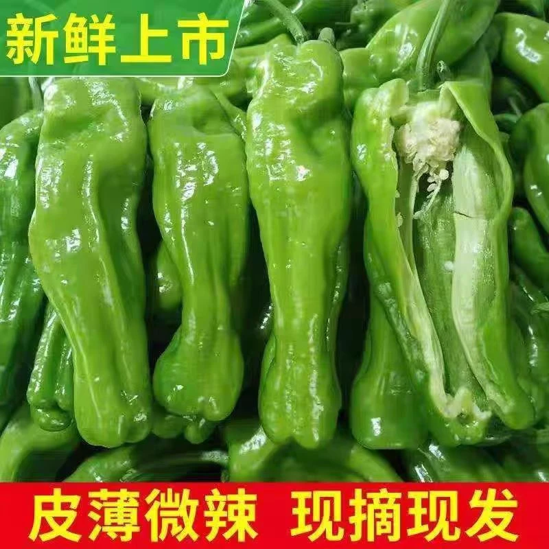 【新鲜发货】薄皮蔬菜青椒微辣菜椒自种农家现摘现发3/5斤辣椒