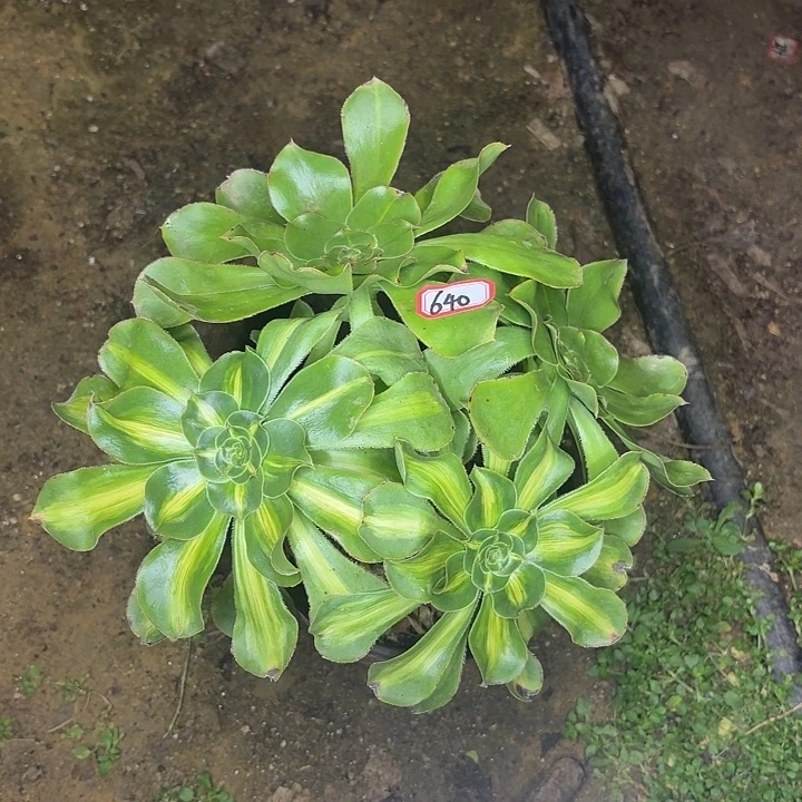 暴君丛林朵朵640多肉植物