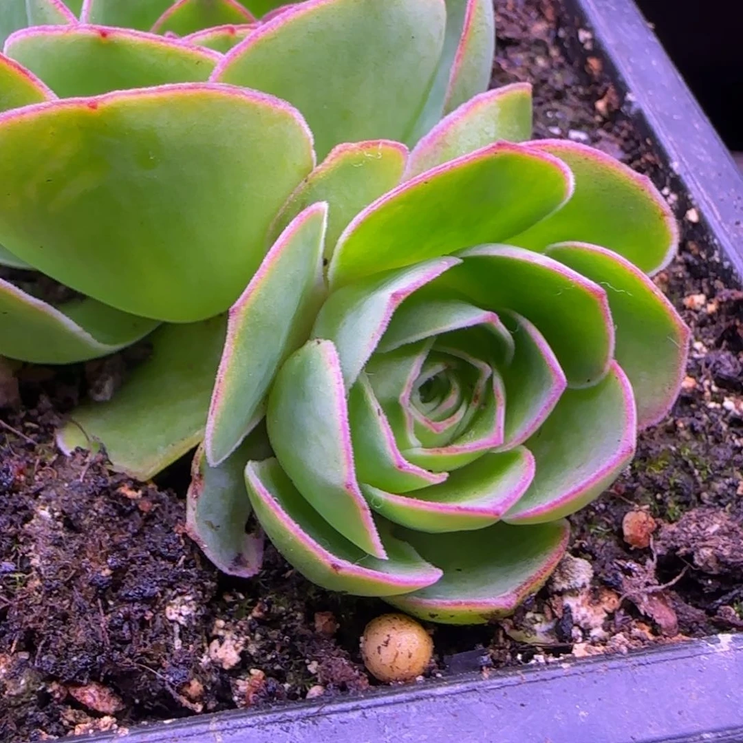 神舟系列玫瑰侧芽3厘米11243434353