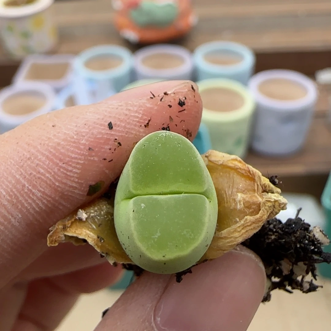 3.24辛然园艺.84送8026