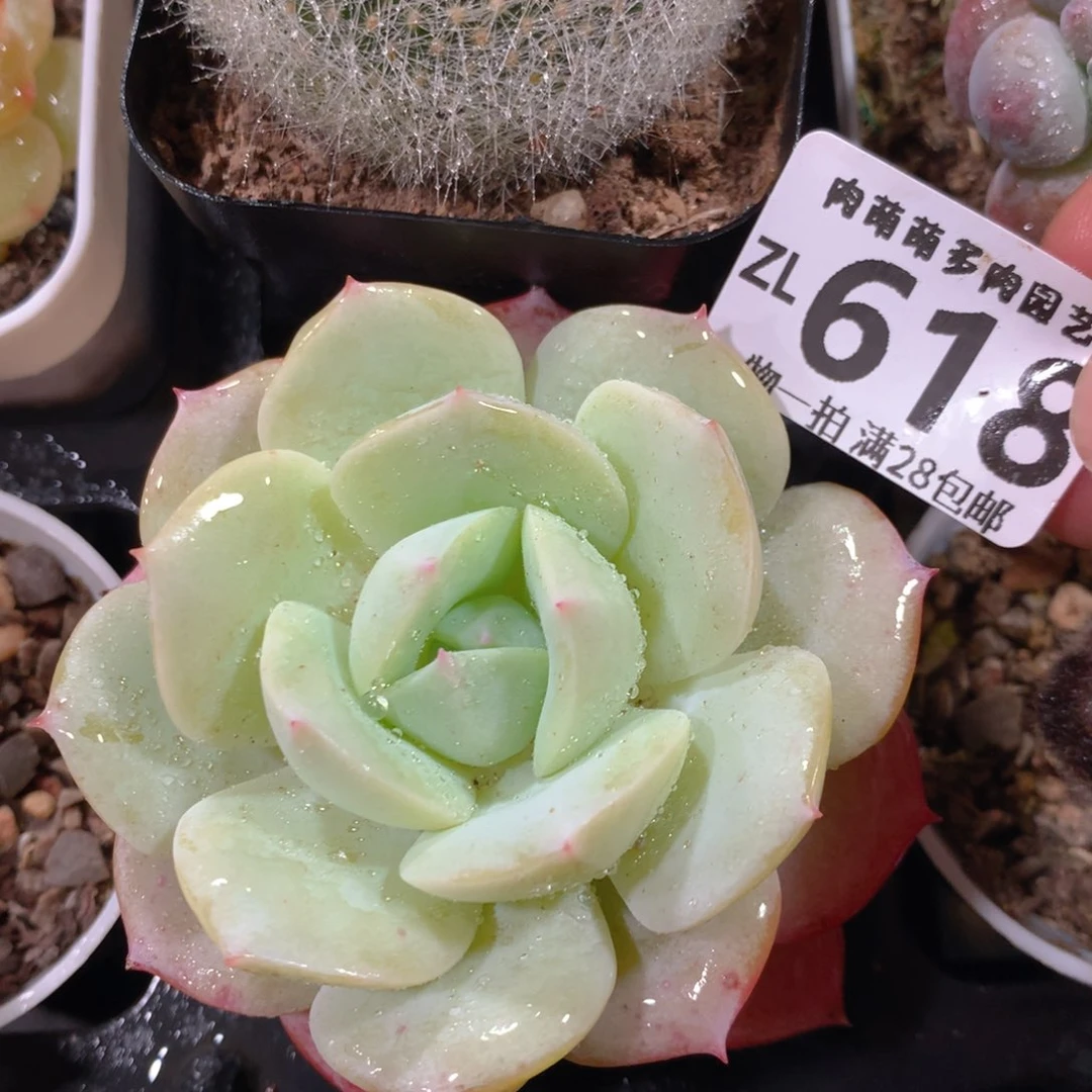 5CM拇指盆精控多肉ZL618