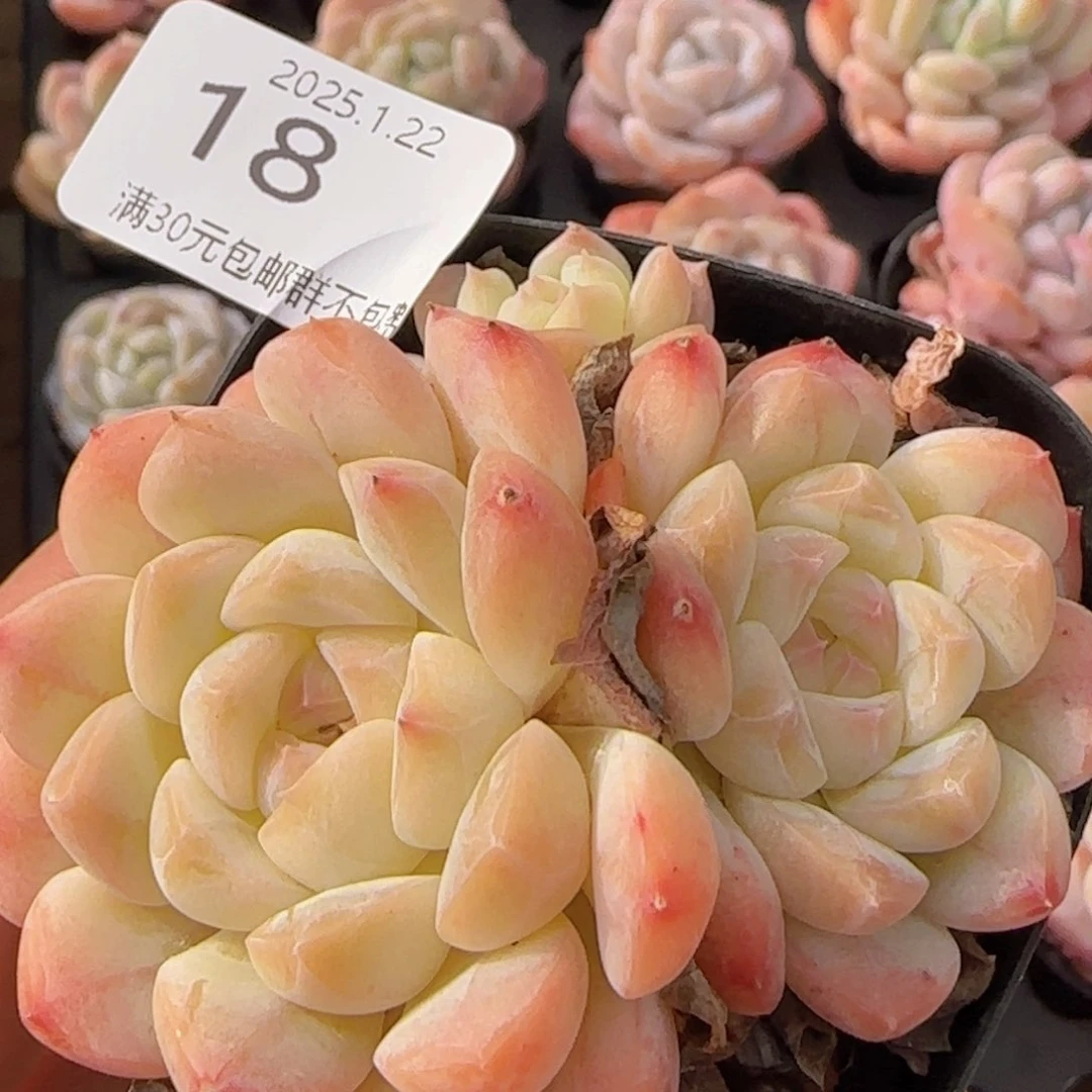 黄体明月心三头一颗