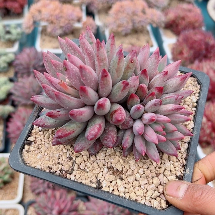 精品多肉植物老桩