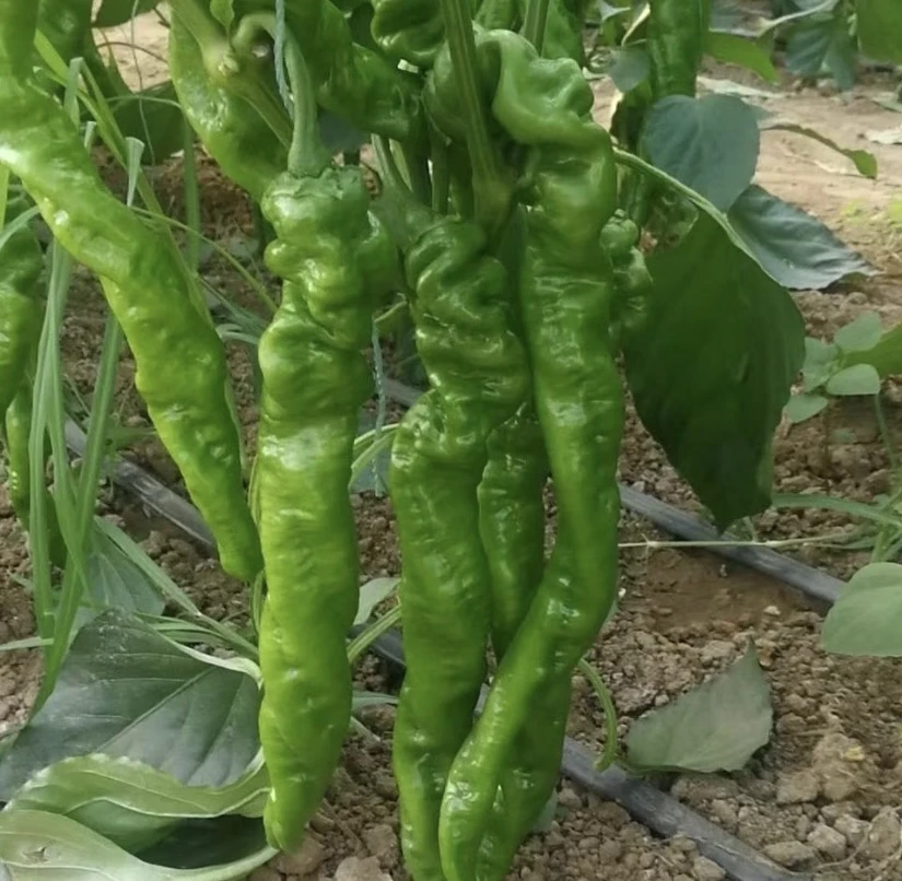 云南高山高海拔露天种植螺旋青辣椒