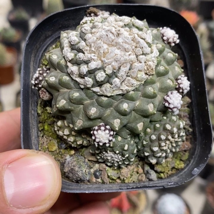 墨碟特价福利特价