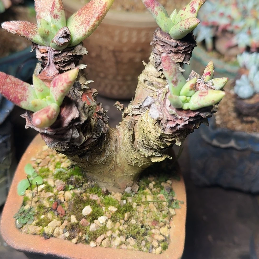 1176阿尔比芙罗拉多肉