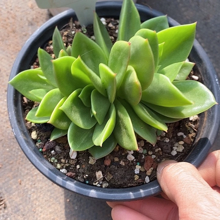 1209———直播福利