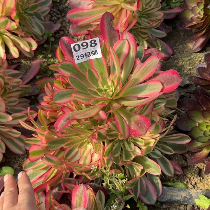 美杜……多肉植物……