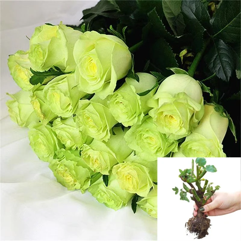 【绿茵】云南玫瑰花老桩大苗大花浓香月季盆栽地栽室内室外好养