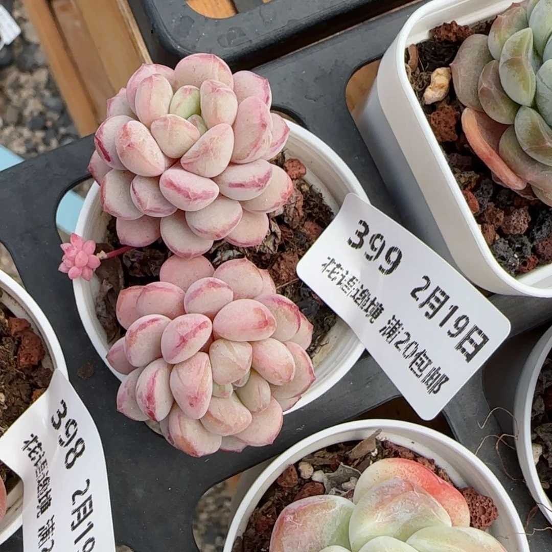 花语逸境0219-399