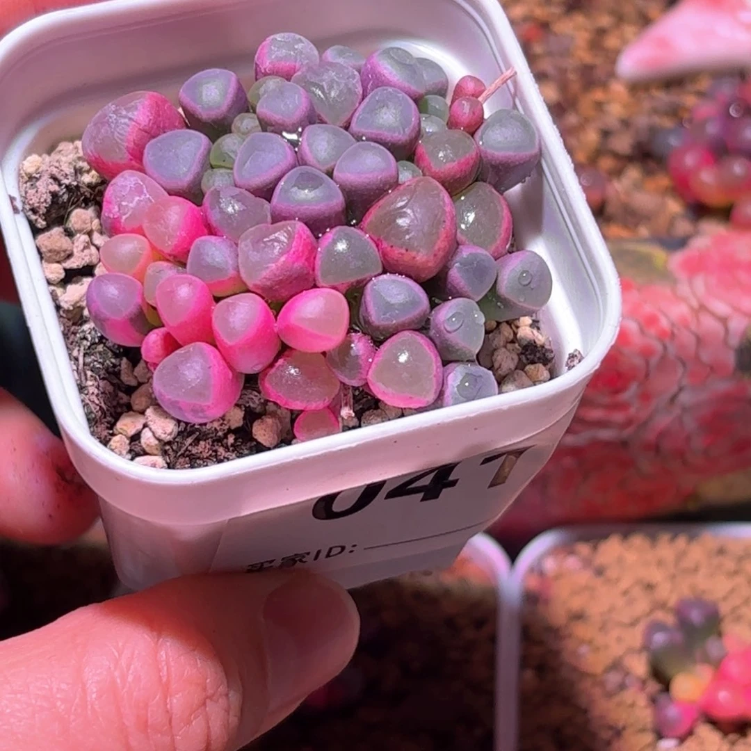 41号五十铃玉锦多肉植物锦一物一拍带盆土发货