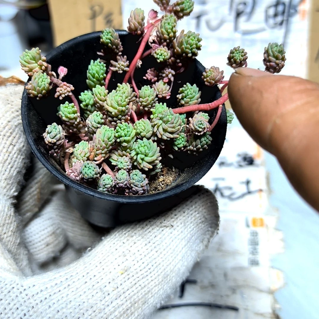 满9元包邮，薄雪草拇指盆