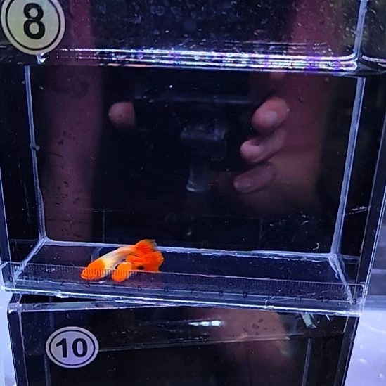 孔雀鱼15红头缎带一对