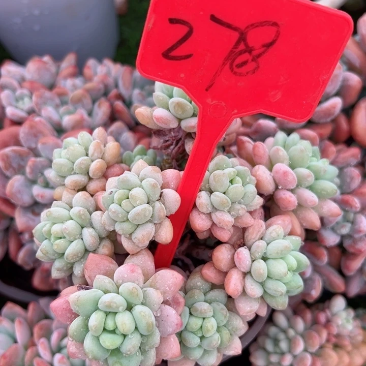 278鱼子酱平平安安健健康康