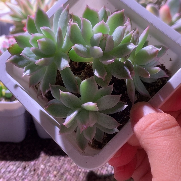 宝莲灯群生有根有