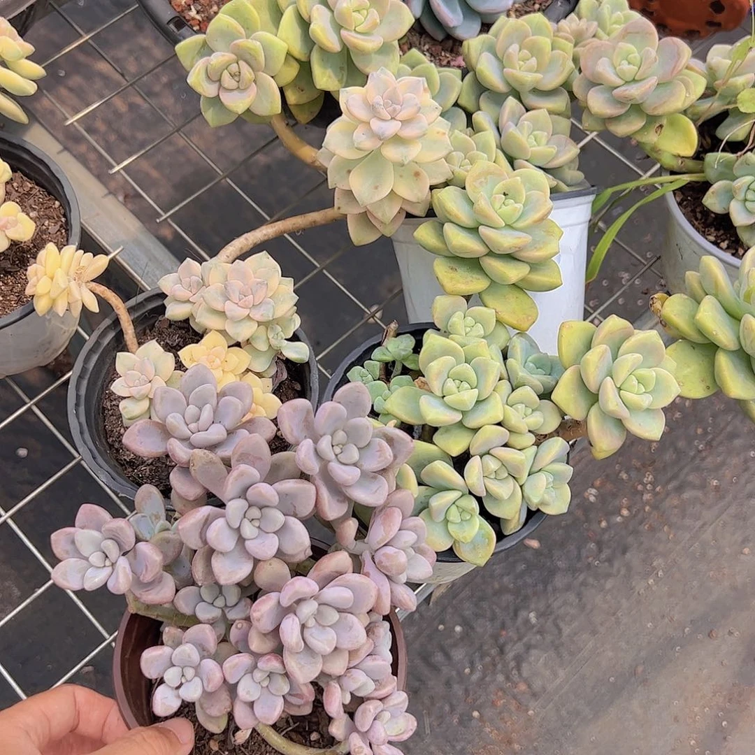 美杏锦，艾伦，杏美人造型各一盆