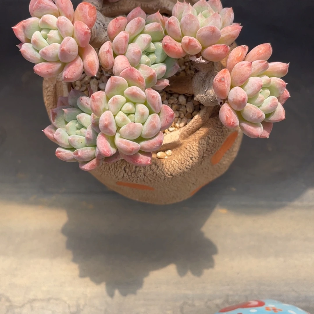 迎春群生老桩粗腿