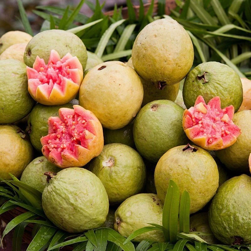 新品种小叶芭乐树苗迷你芭乐四季结果可盆栽柠檬地栽带叶带土常绿