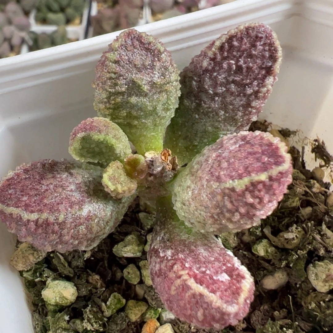 w紫水晶多肉植物水泡