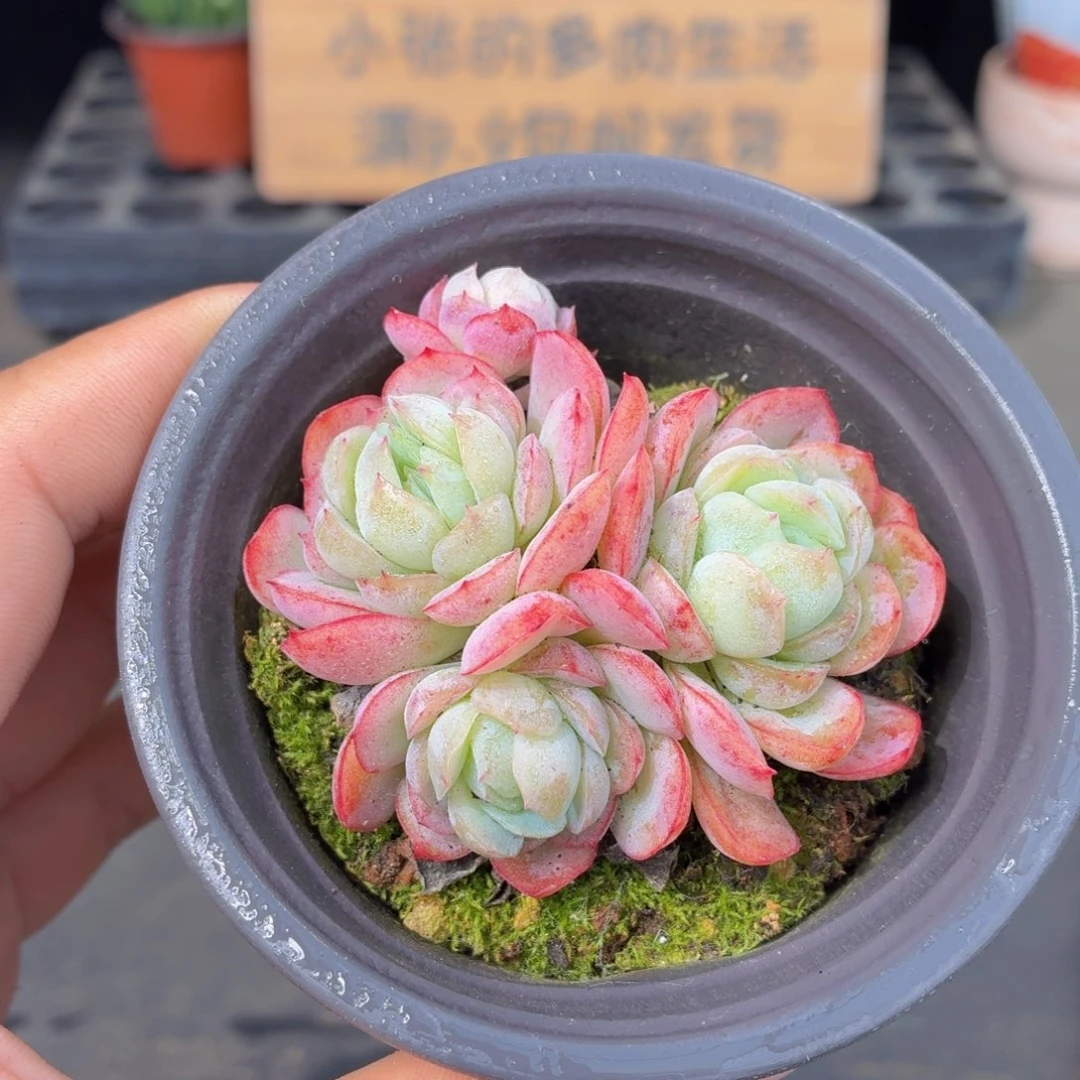 胭脂贝瑞多肉9.9包邮发货