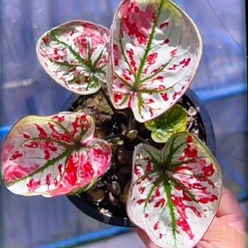 550-0607草莓芝士蛋糕泰国发货