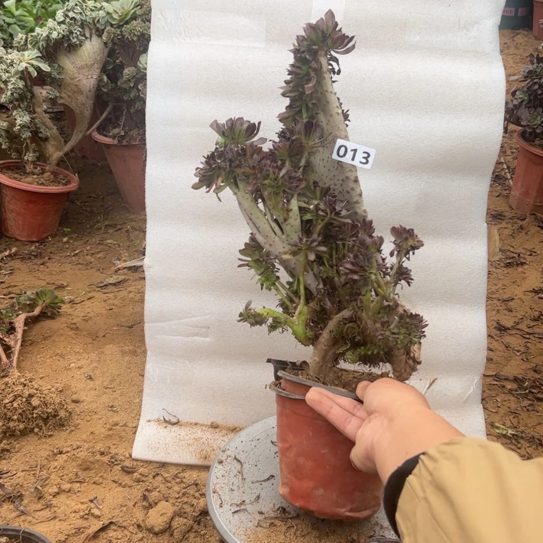 有伤黑缀013高度40厘米