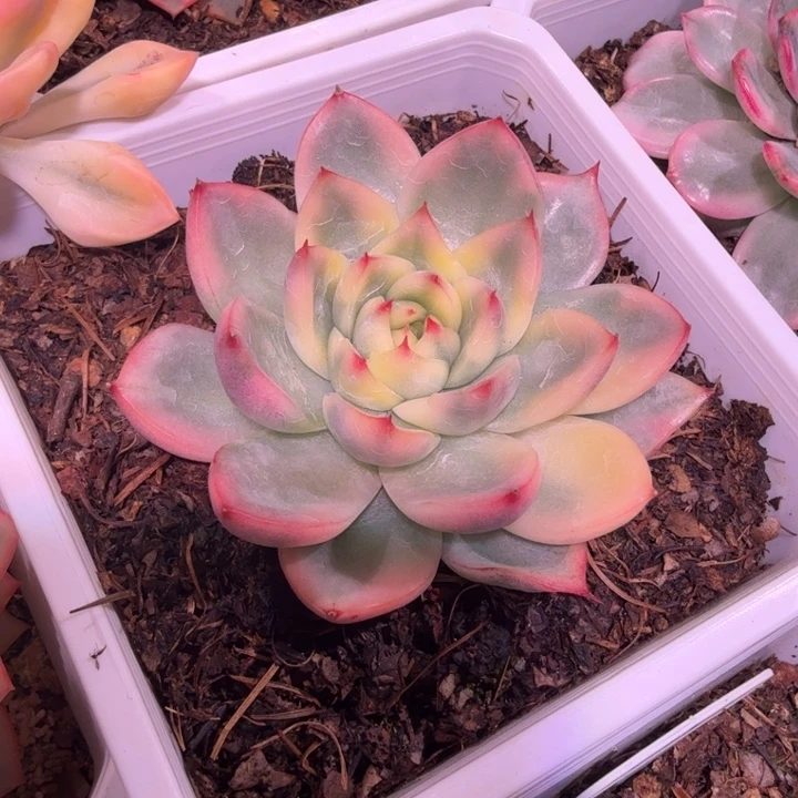 迦蓝锦多肉植物一物一拍