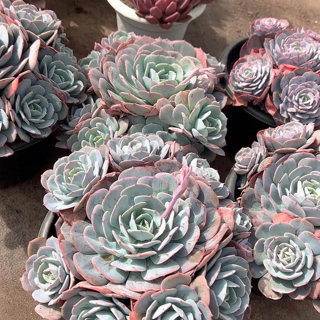 红粉台阁多头群生老桩特价