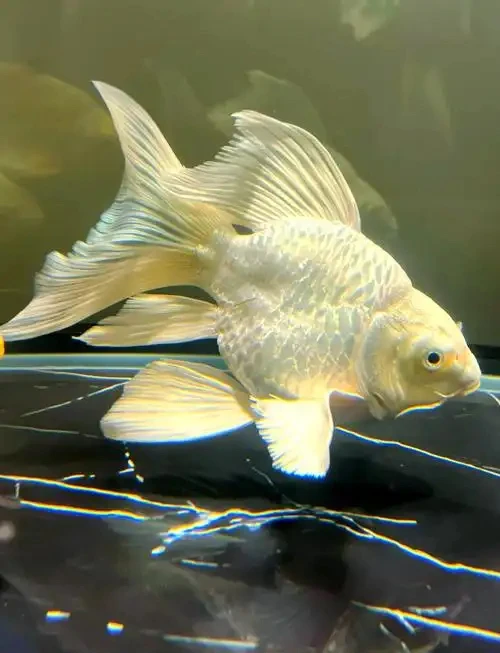 精品蝴蝶鲤，大鳍大尾