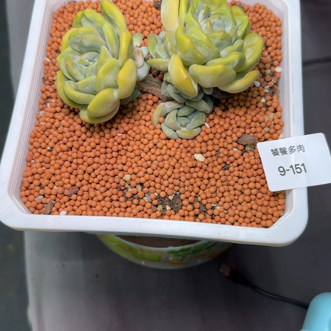 兰*多肉植物不带盆发货