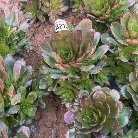 212枚金玫瑰不包断枝