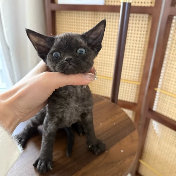 【ZF.Q德文卷毛猫】纯黑弟弟一针疫苗