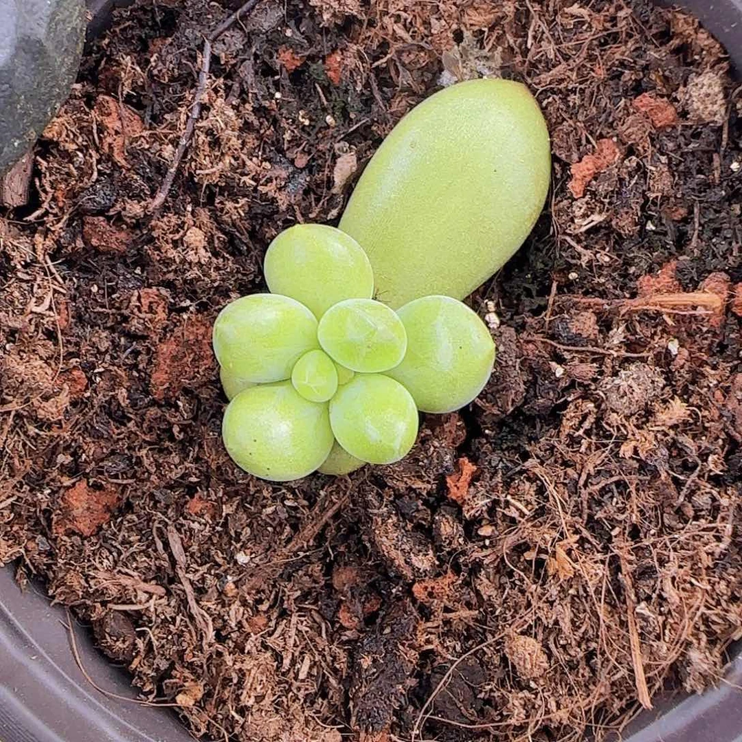 朵唯非薯条小苗一物一拍