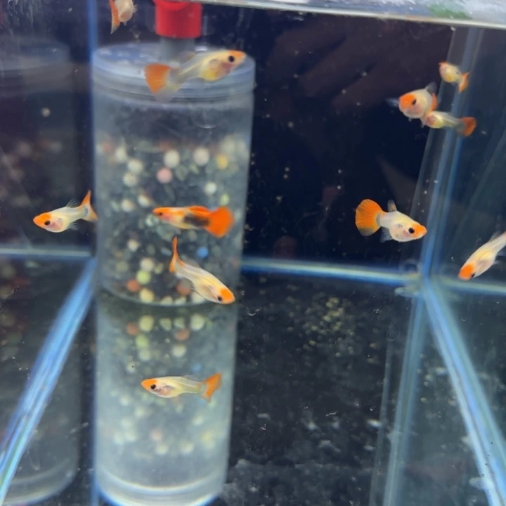 孔雀鱼红头一公好多母