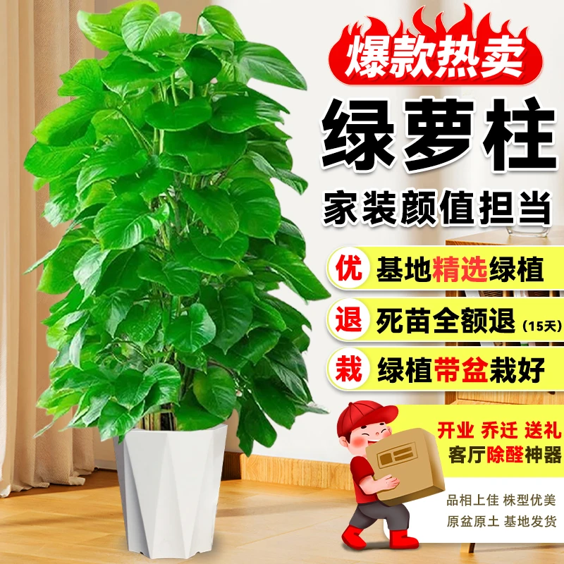 【送货上门】1.4-1.5米绿萝柱盆栽绿植净化空气花卉办公室内好养活