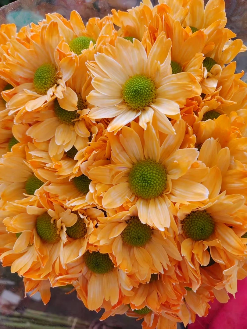 【A缘欣鲜花】吸色小菊2-4扎包邮