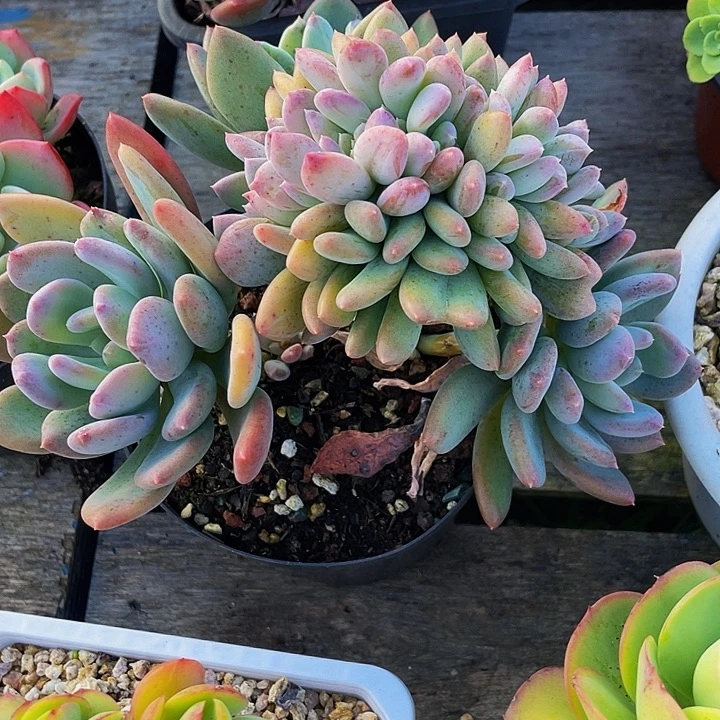 汪***溯多肉植物寄养灰姑娘