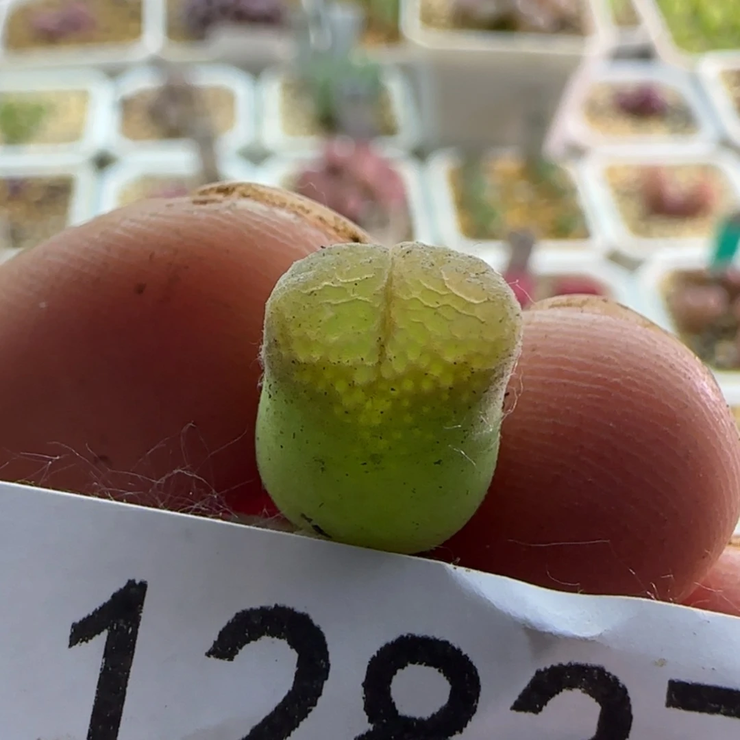 【闪购商品】水*冻12837