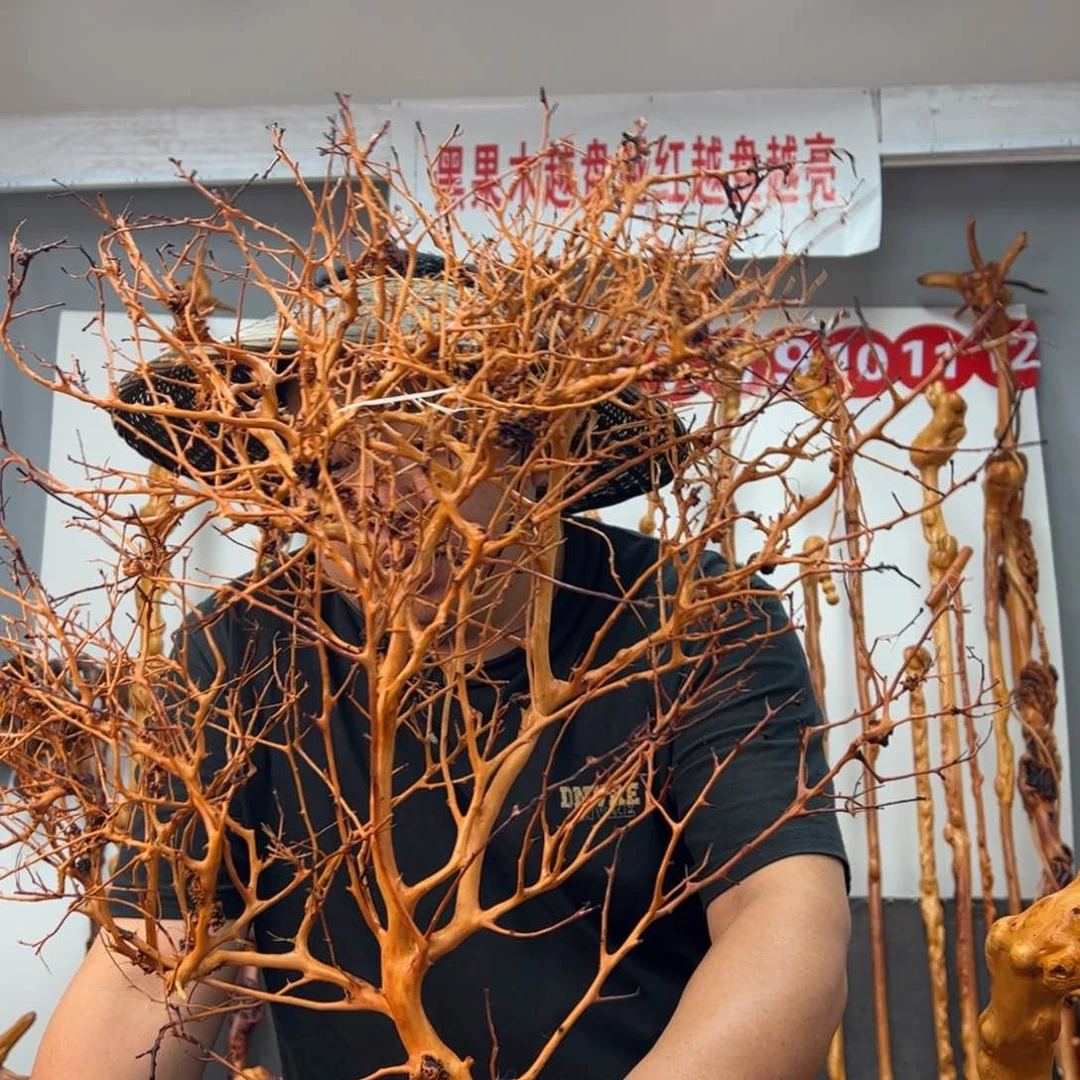 黑果木其他夏**默黑果木064