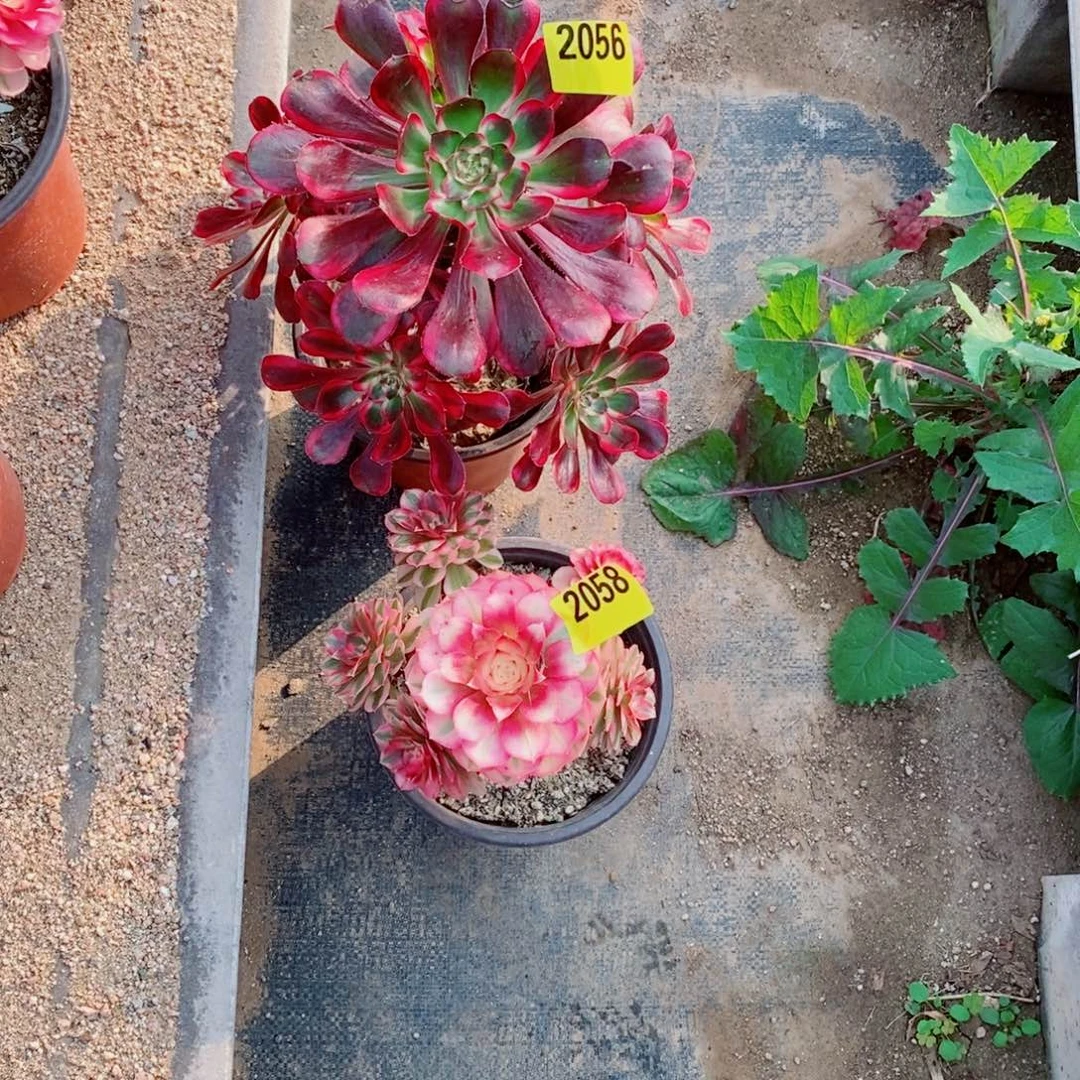 组合两颗香奈儿2056小倾城2058