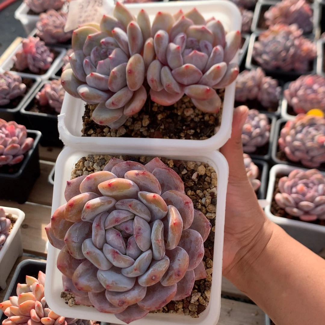 双头单头高桩星影  两颗 5778