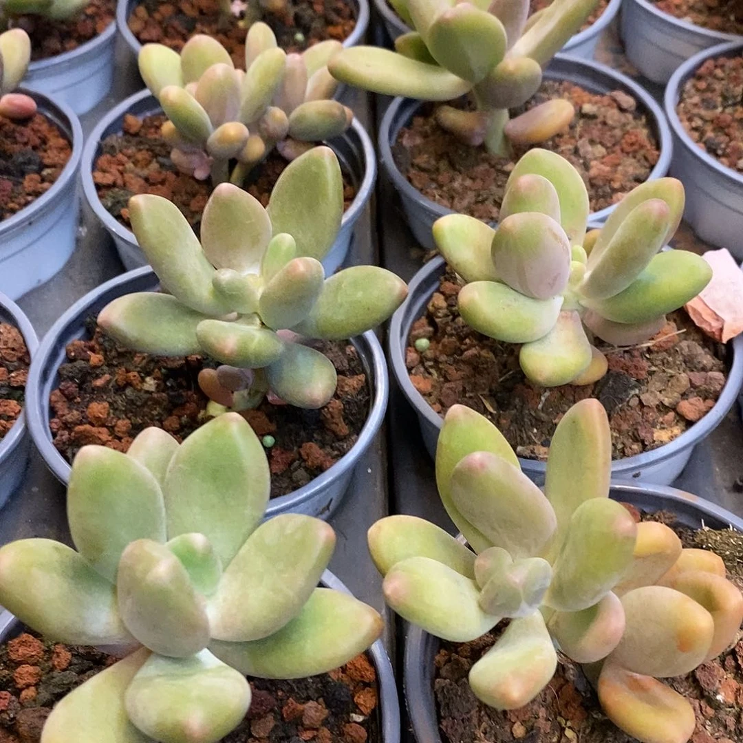 139。芒果奶。福利多多